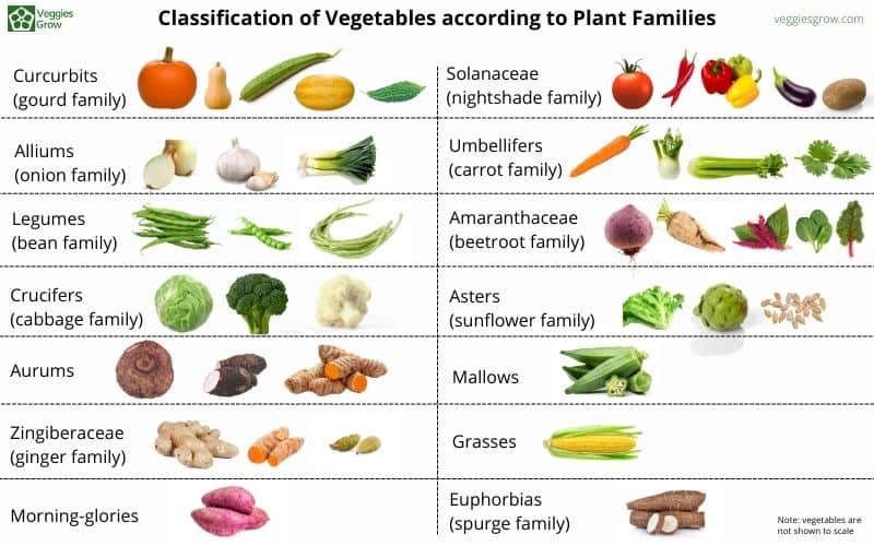 Vegetables Families