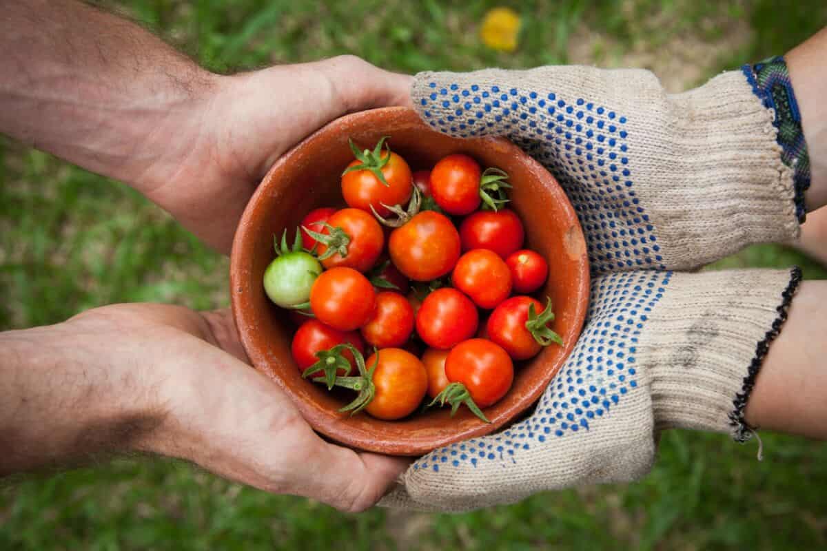 select tomatoes