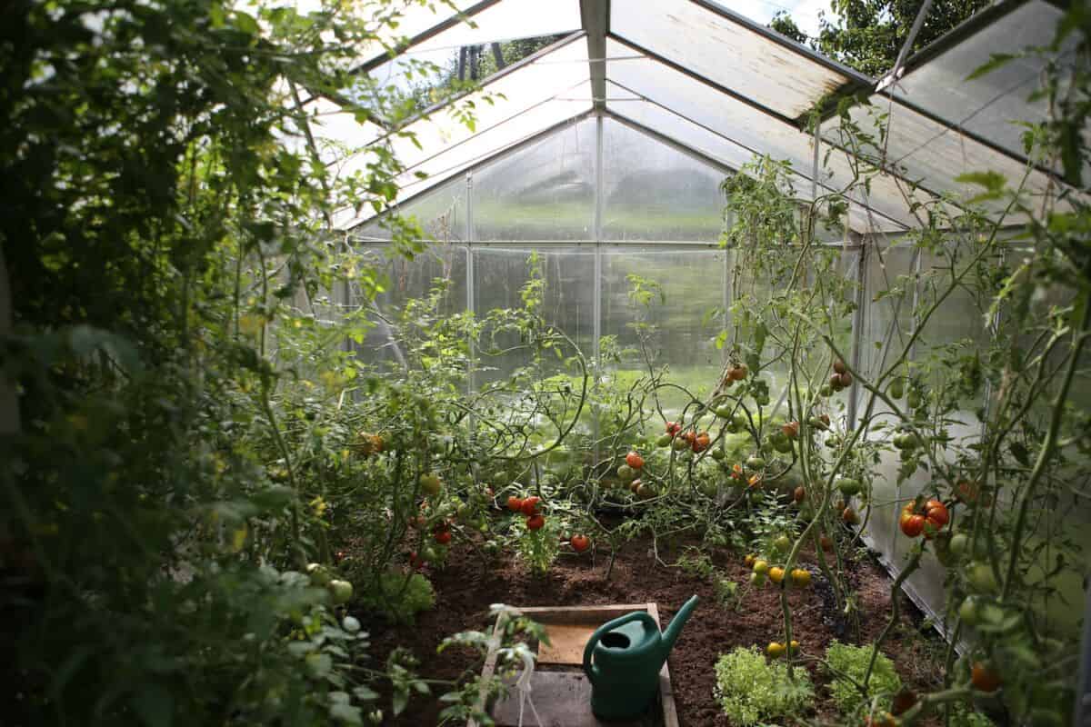 best time to grow tomatoes