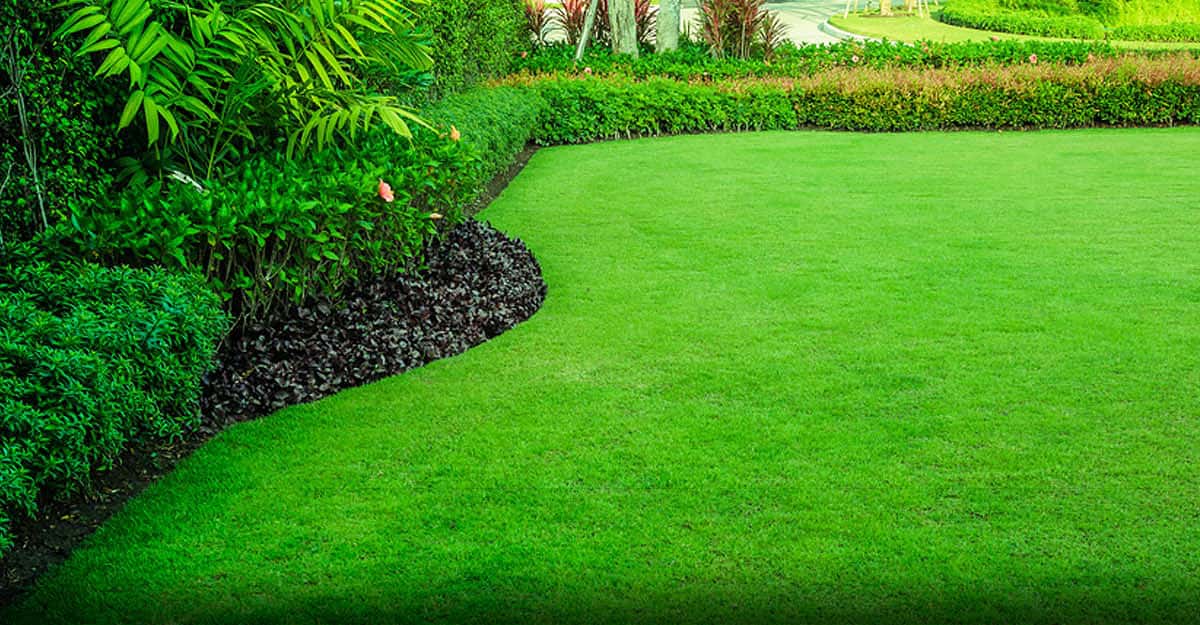 What is Lawn Maintenance & Why is it Important?