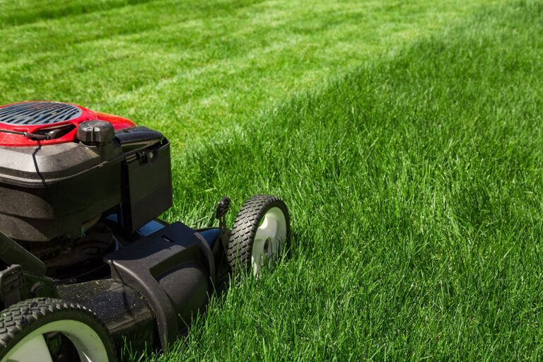 summer lawn care tips