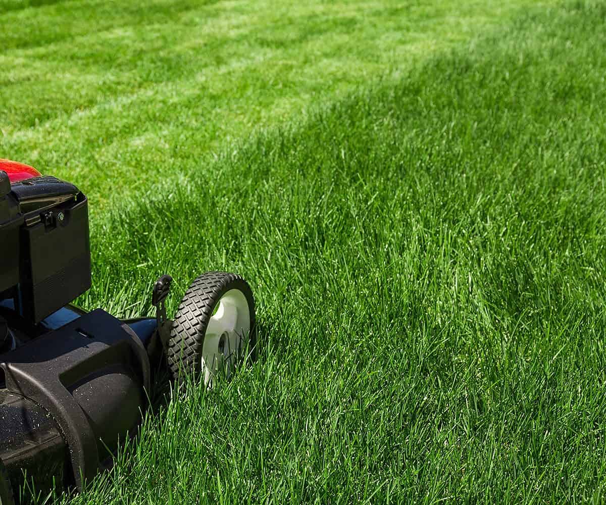 10 Essential Summer Lawn Care Tips For You