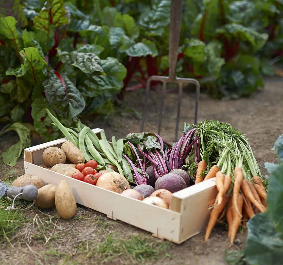 What Are The Best Veggies to Plant in July?