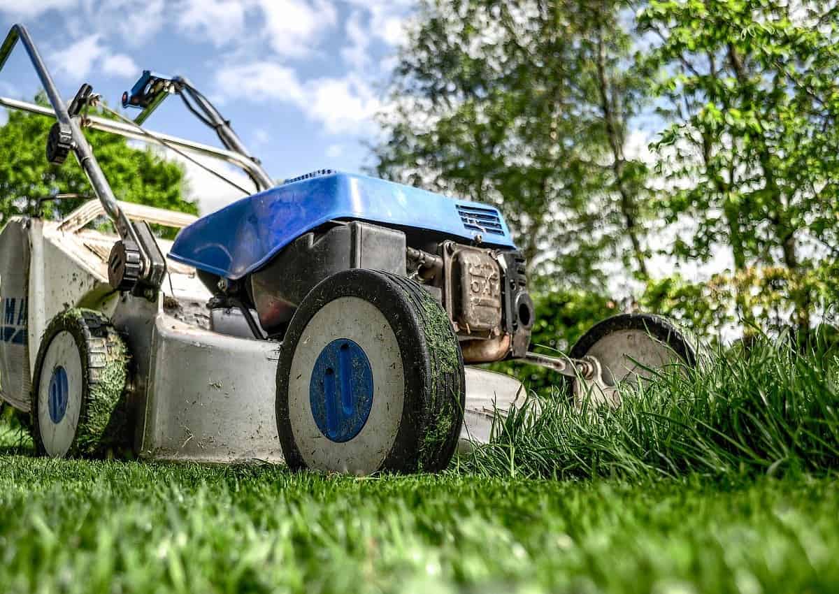 Cutting Grass Before Fertilizing: What To Know?
