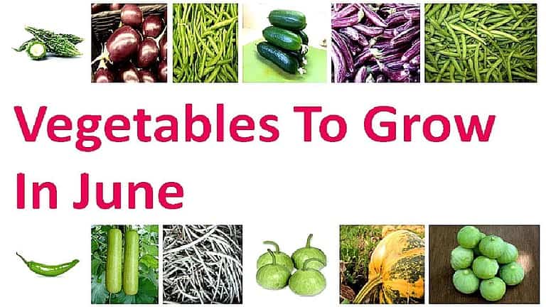 Vegetables to Plant in June