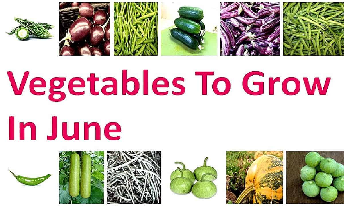 What Are The Best Vegetables to Plant in June?
