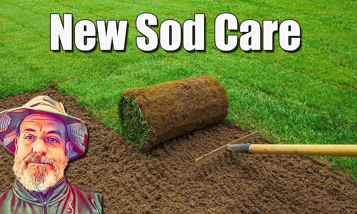 Sod Care 101: Caring for Your New Lawn