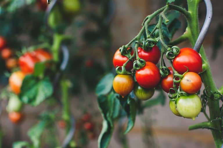 Best Time to Plant Tomatoes