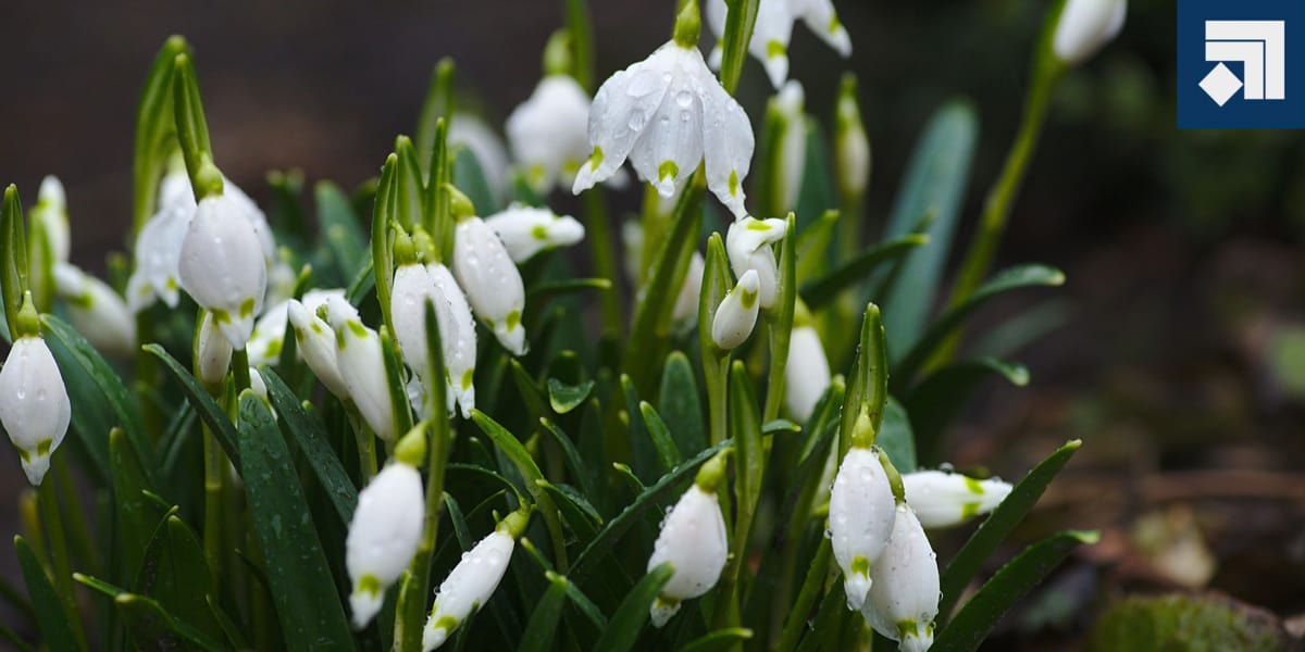 Flowers for Raised Beds: Adding Blooms 🌸🌸🌸