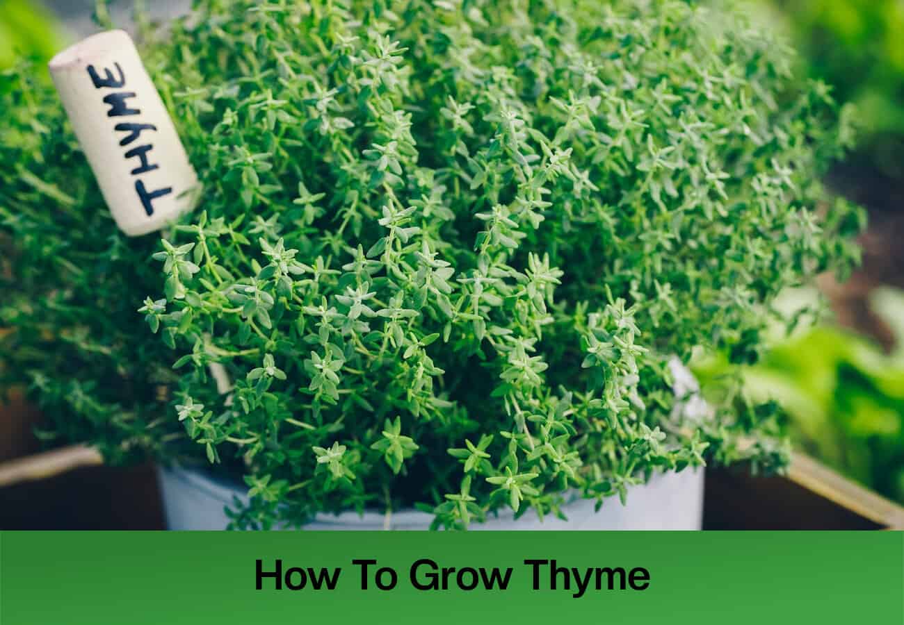 Growing Thyme Indoors