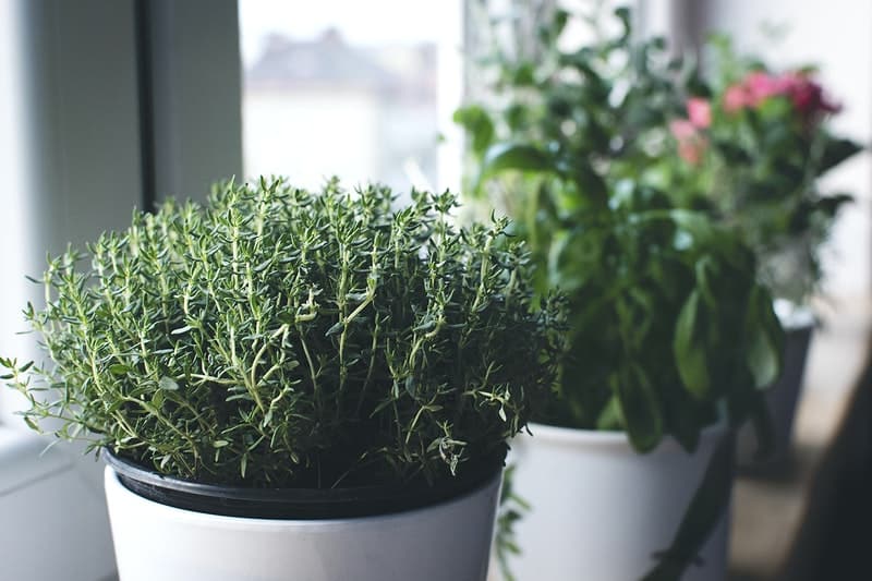 Growing Thyme Indoors: Flavor and Greenery