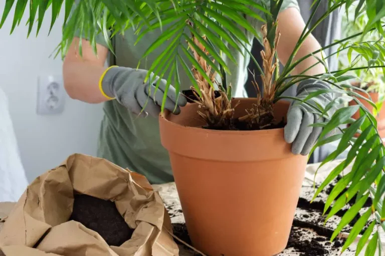 How to Take Care of Cat Palm