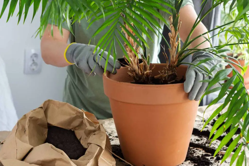 How to Take Care of Cat Palm? An Easy Guide 🌿