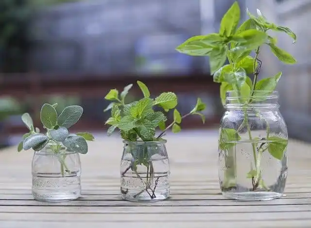 grow herbs in water