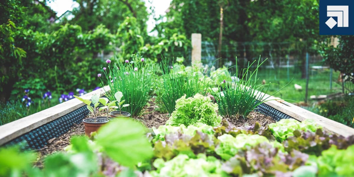 Herbs to Plant Together: Harmonious Herb Garden