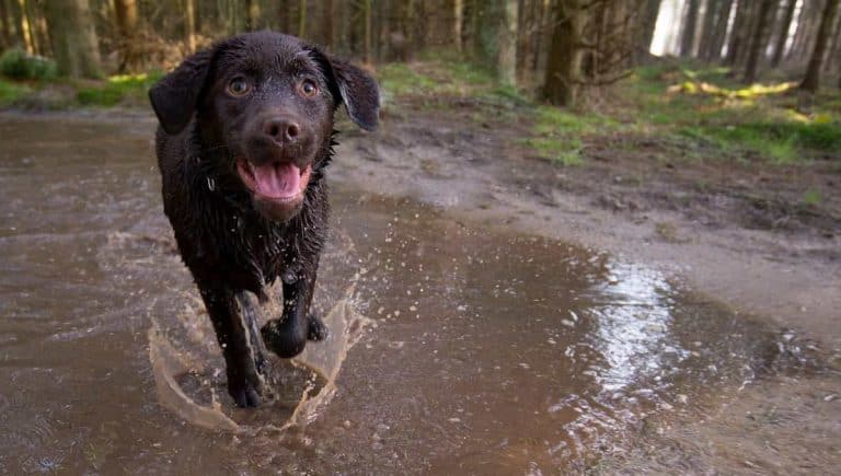 How to Fix a Muddy Backyard Dog Trail?