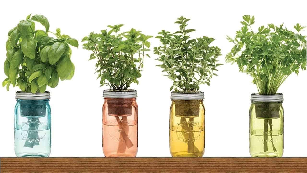 Grow Herbs in Water: Easy Approach to Gardening