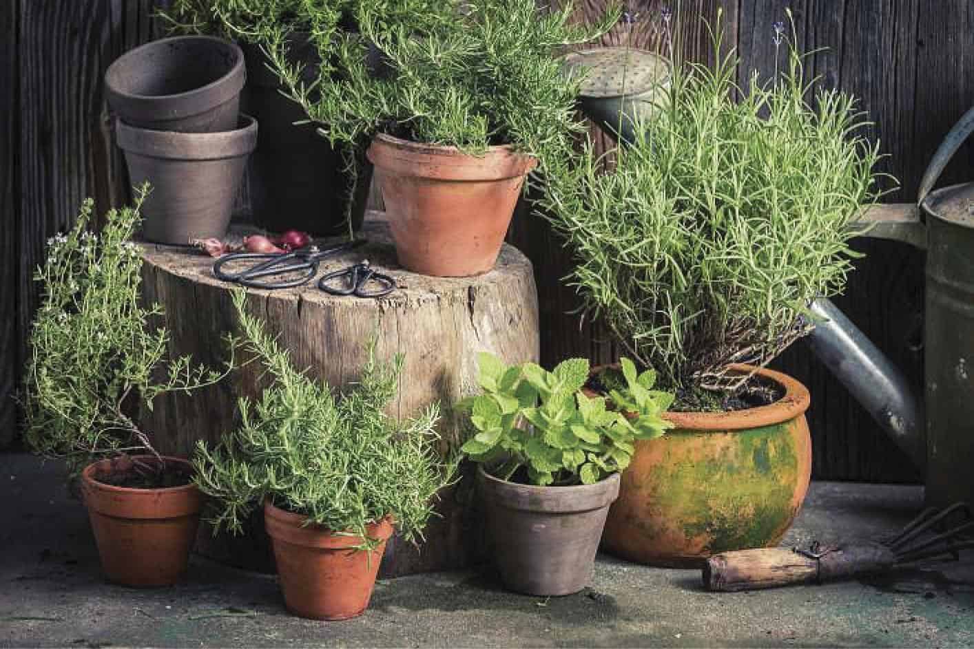 Winter Herb Garden: Even in the Chilliest Month