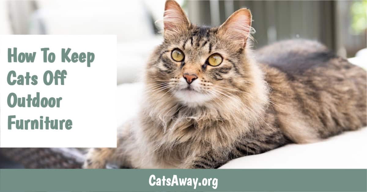 How to Keep Cats Off Lawn Furniture? The Ultimate Guide